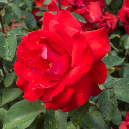 Rose - Satchmo