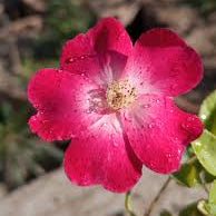 Rose - Butterfly Kisses