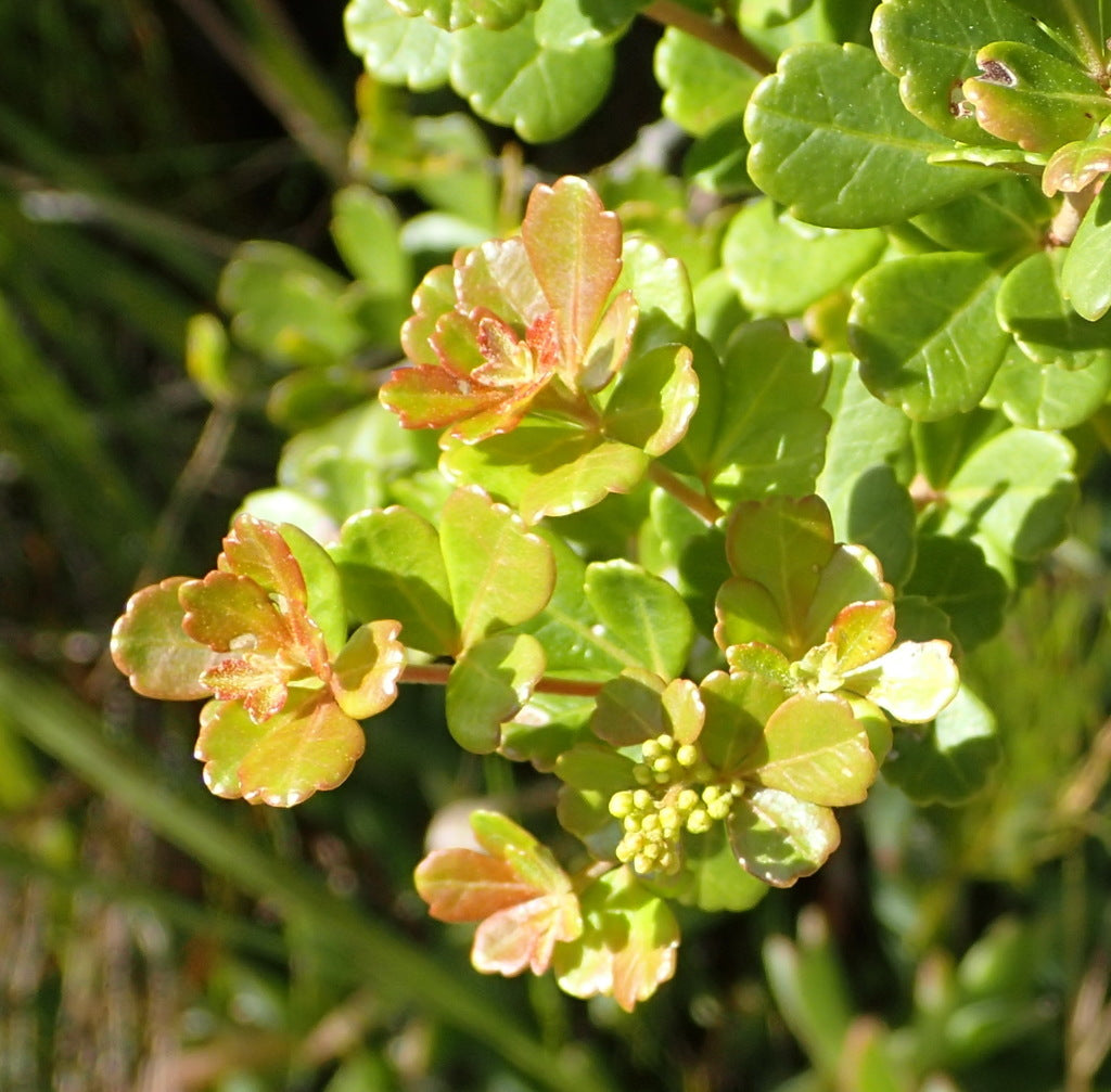 Searsia (Rhus) crenata - Dune Crow Berry