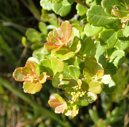 Searsia (Rhus) crenata - Dune Crow Berry