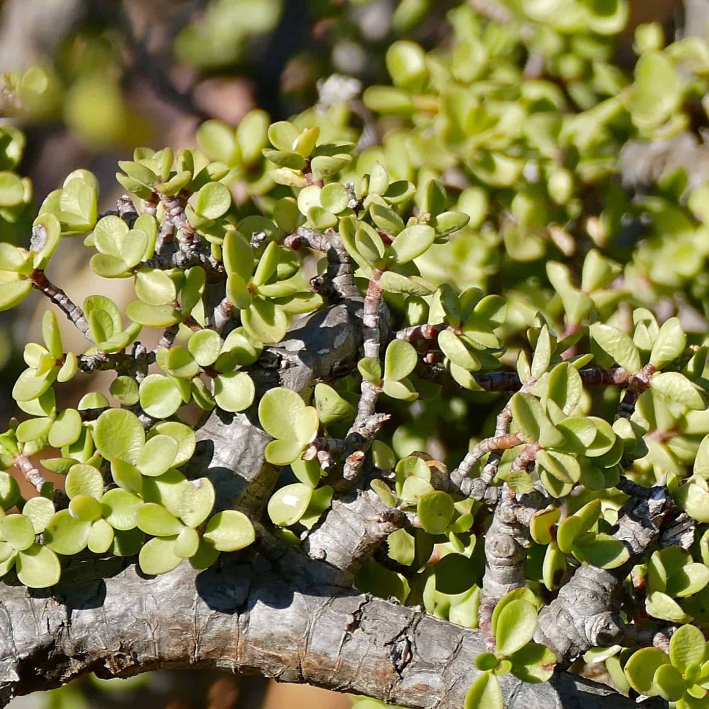 Portulacaria Afra Spekboom Plant