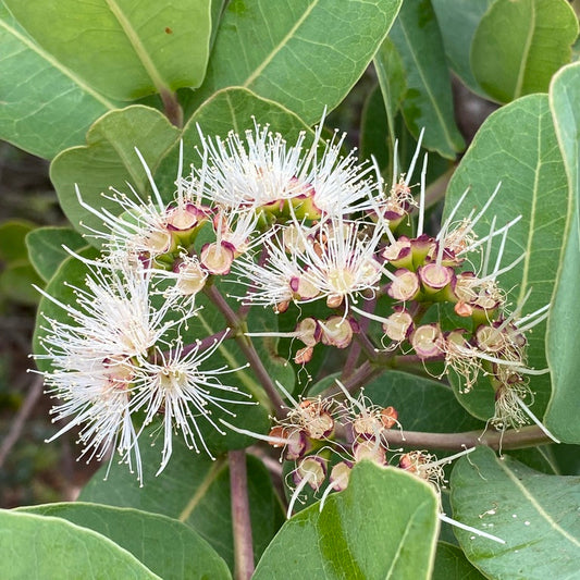 Syzigium cordatum - Water Berry