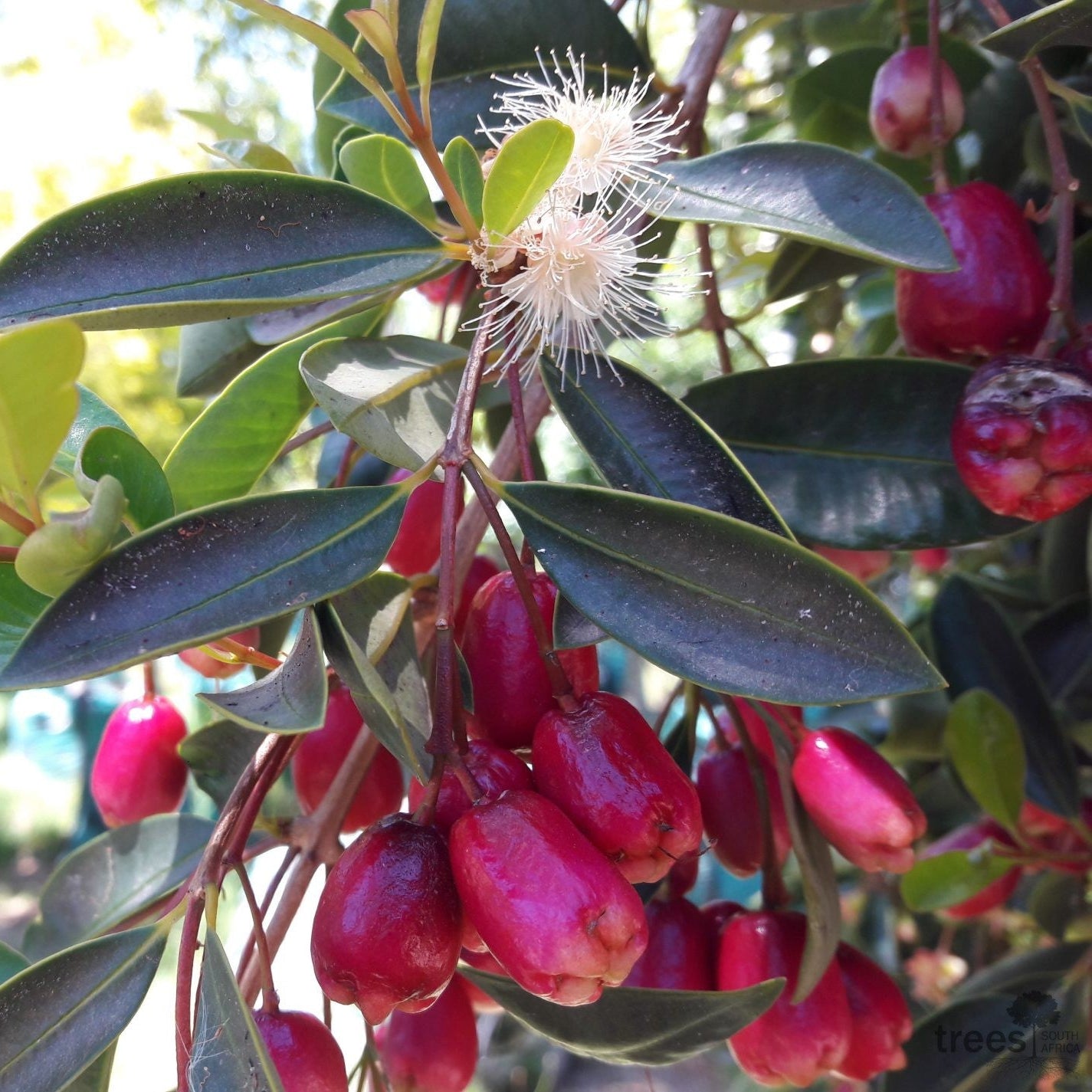 Syzygium paniculatum - Eugenia