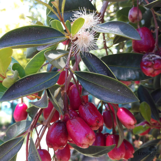 Syzygium paniculatum - Eugenia