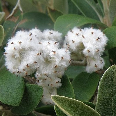 Tarcananthus camphoratus - Camphor Bush