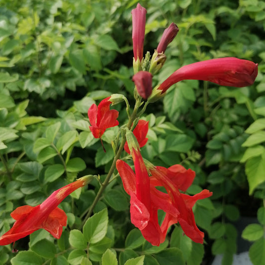 Tecoma capensis (Red) - Cape Honeysuckle