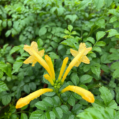 Cape Honeysuckle - Tecoma capensis yellow