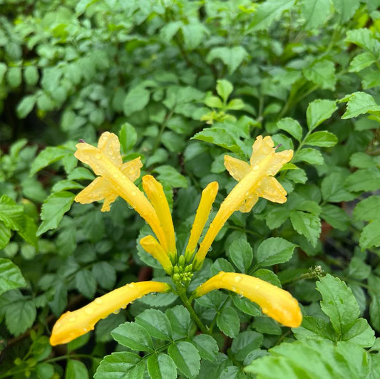 Cape Honeysuckle - Tecoma capensis yellow