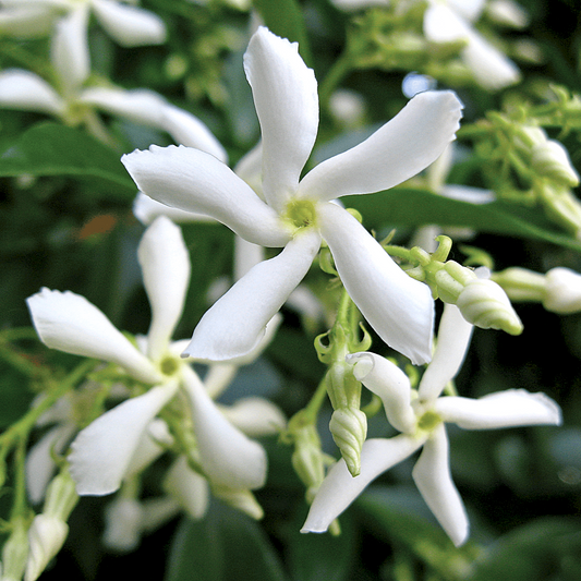 Trachylospermum jasminoides - Star Jasmium