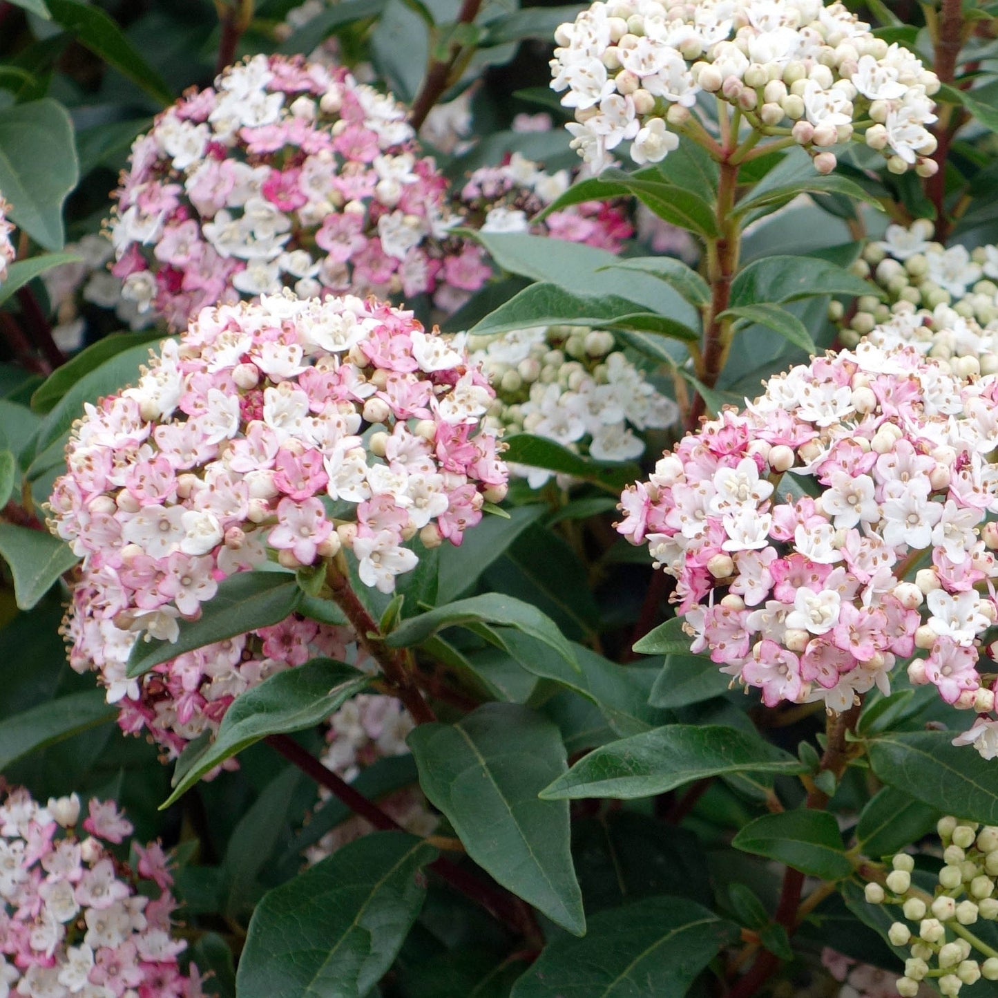 Viburnum tinus compactum