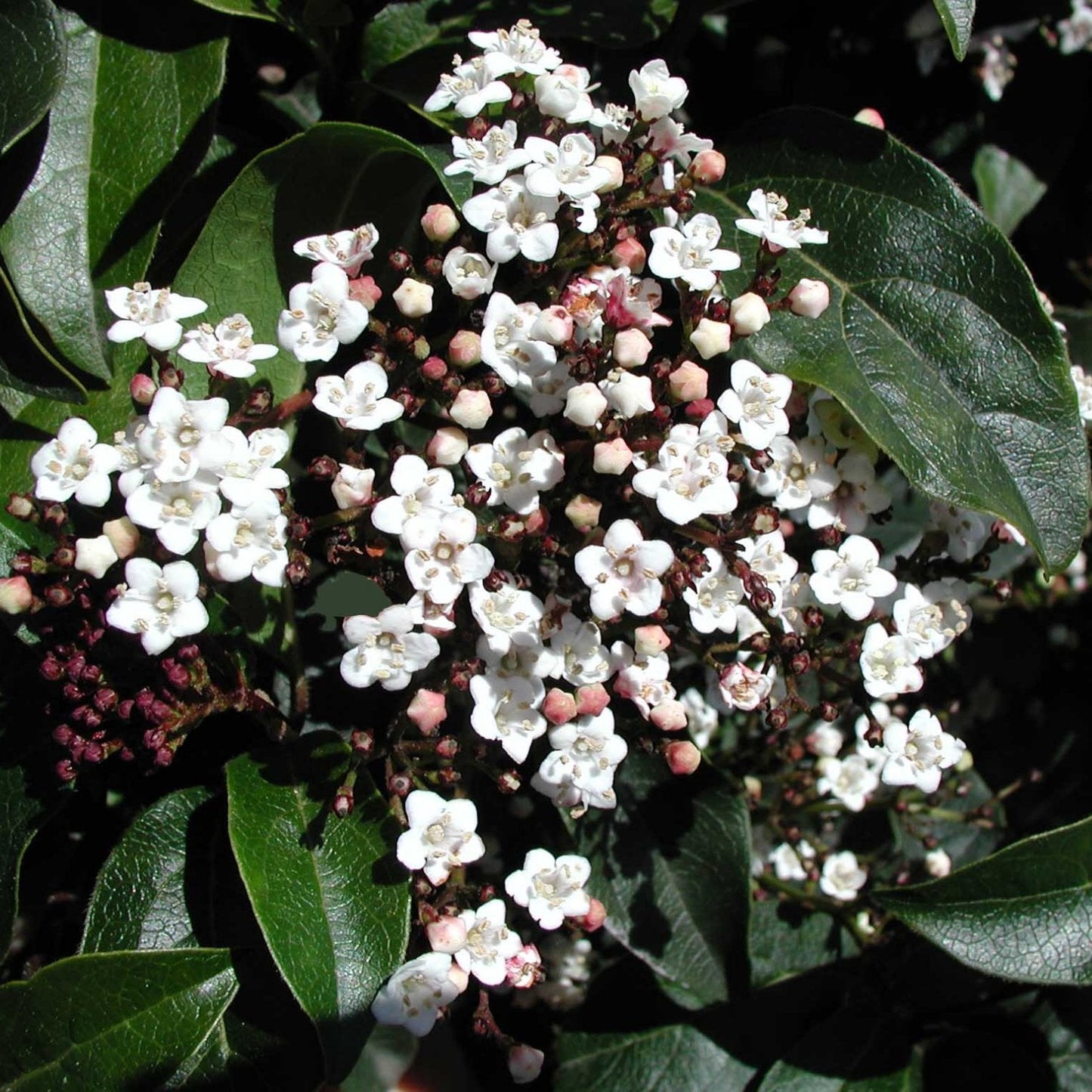 Viburnum tinus compactum