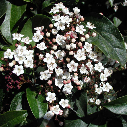 Viburnum tinus compactum