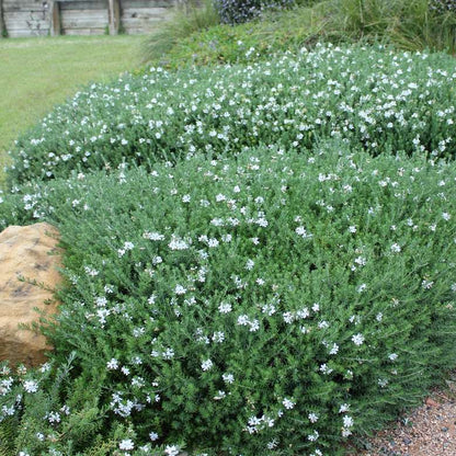 Westringia fruticosa - white