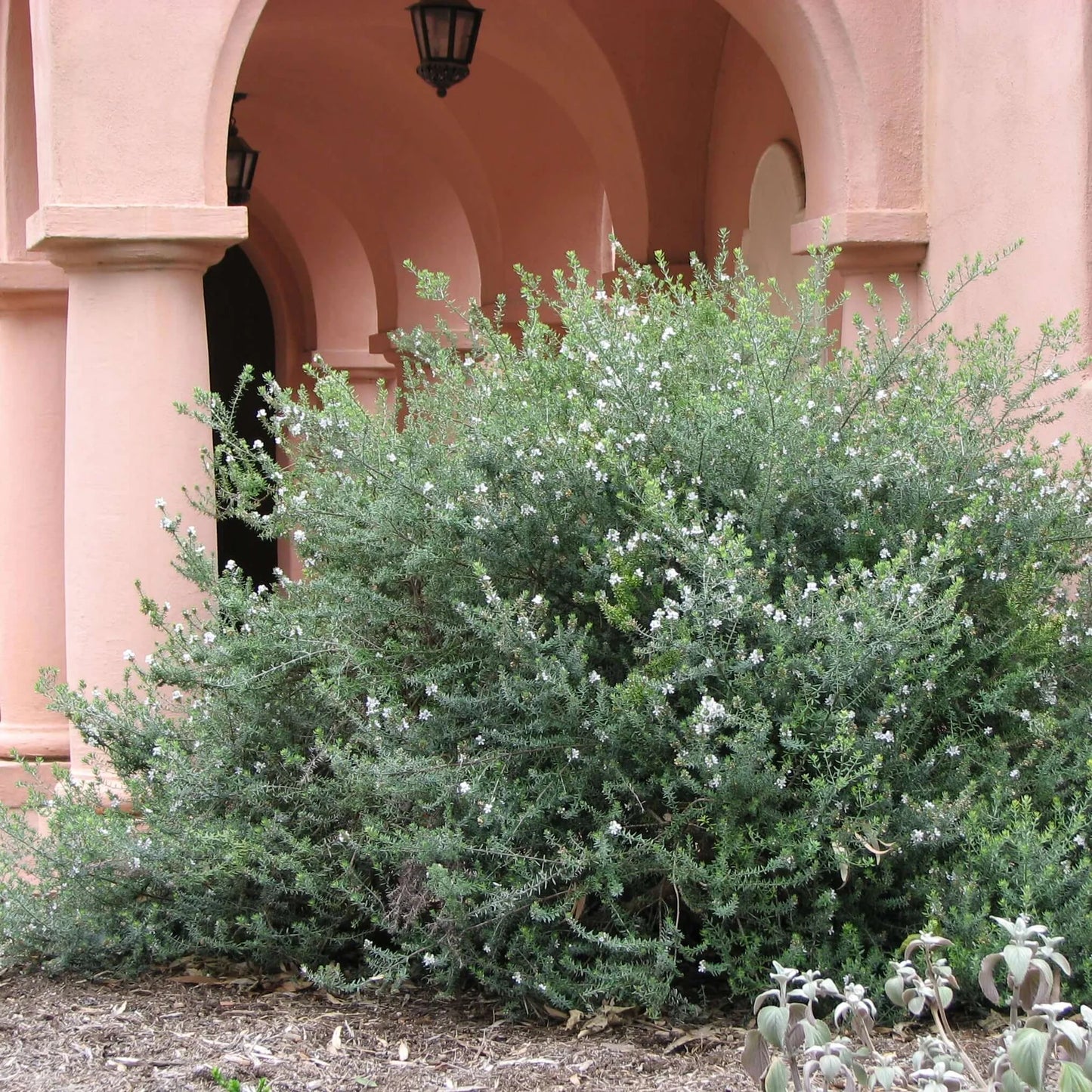 Westringia fruticosa - white