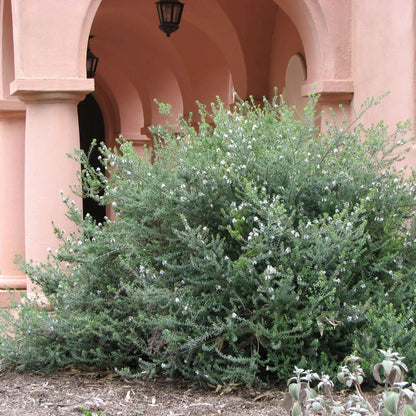 Westringia fruticosa - white