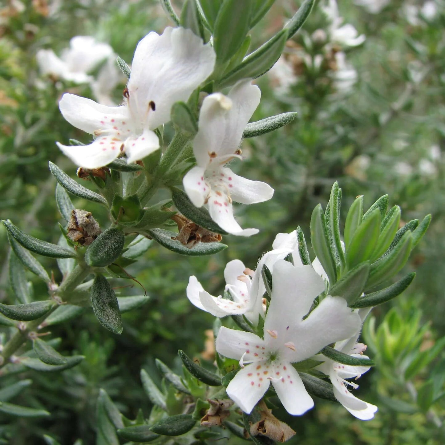 Westringia fruticosa - white