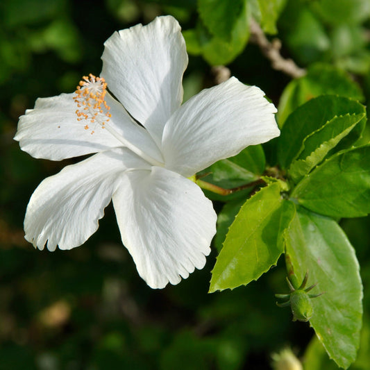 Hibiscus Small White Butterfly