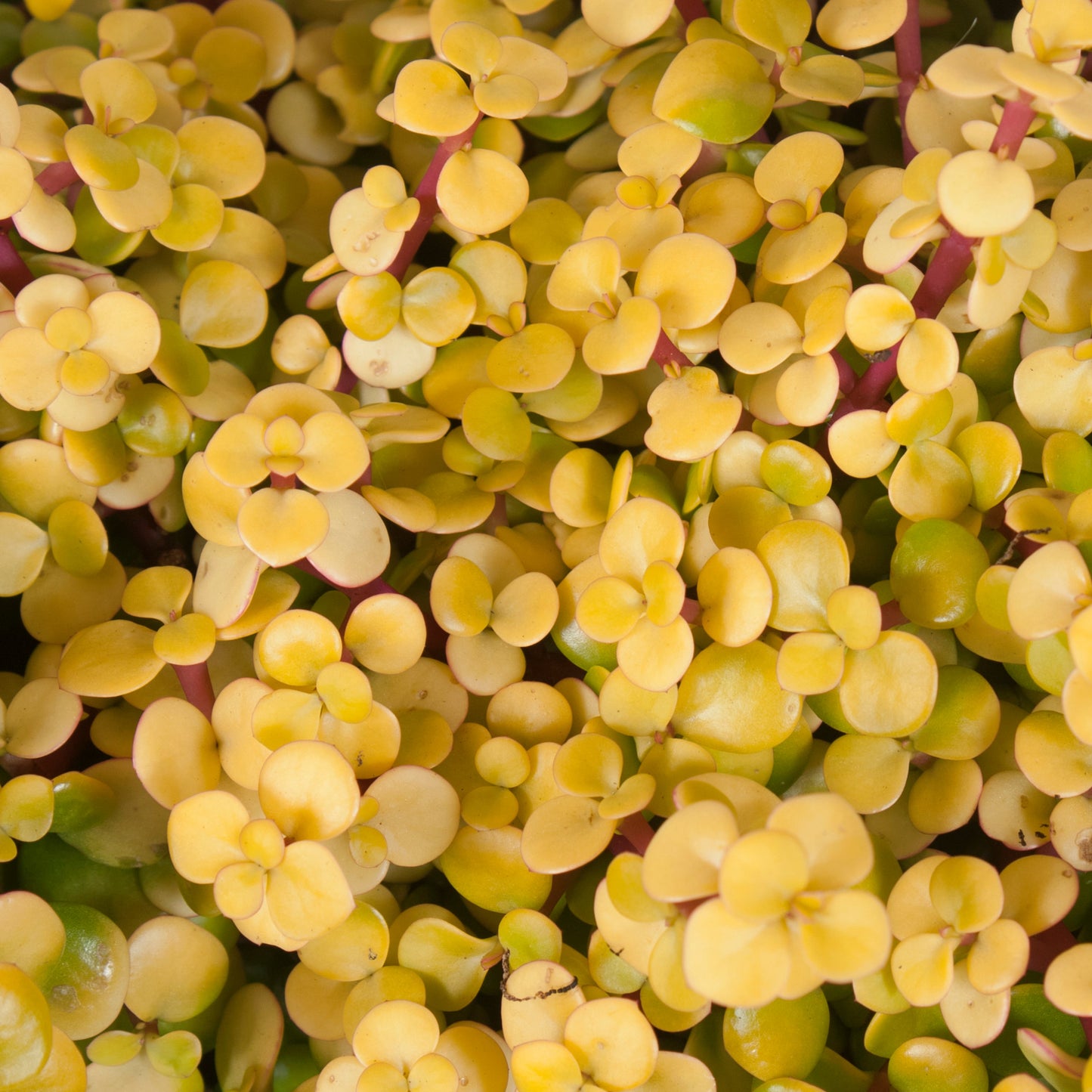 Portulacaria afra aurea - Gold Spekboom