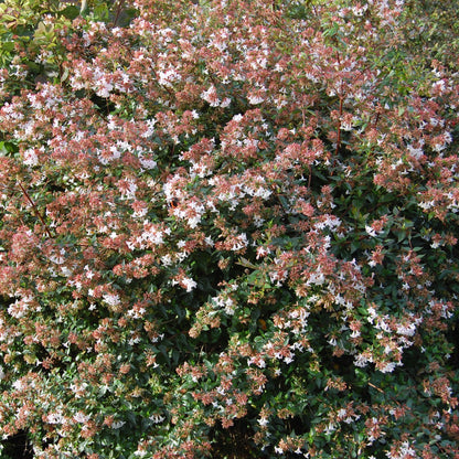 Abelia grandiflora
