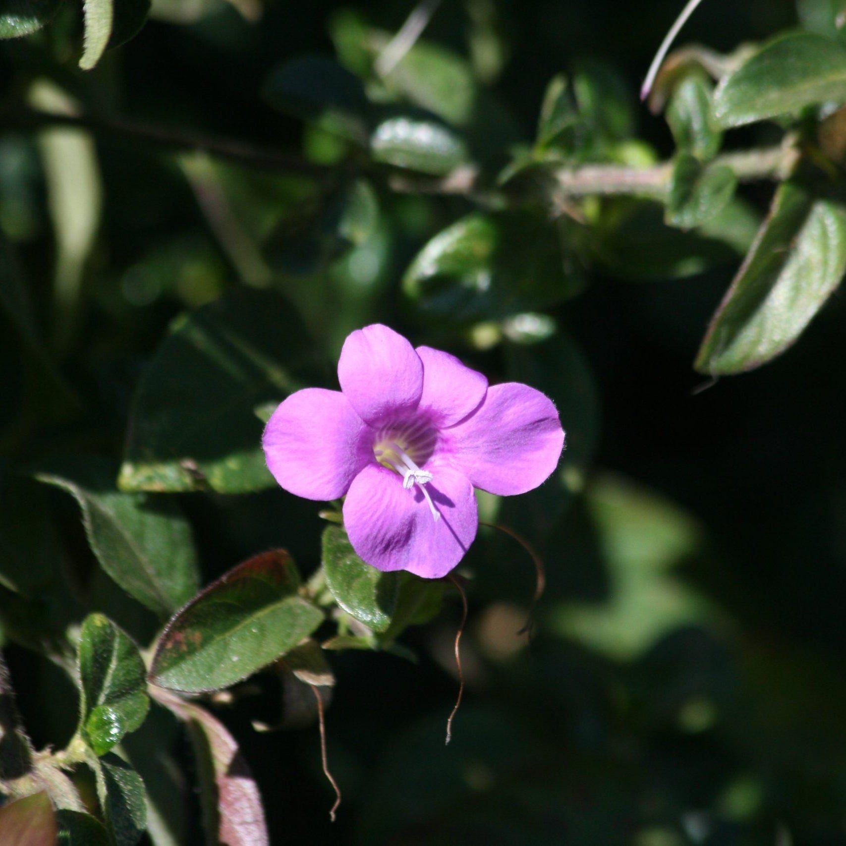 Barleria Purple Prince Plant