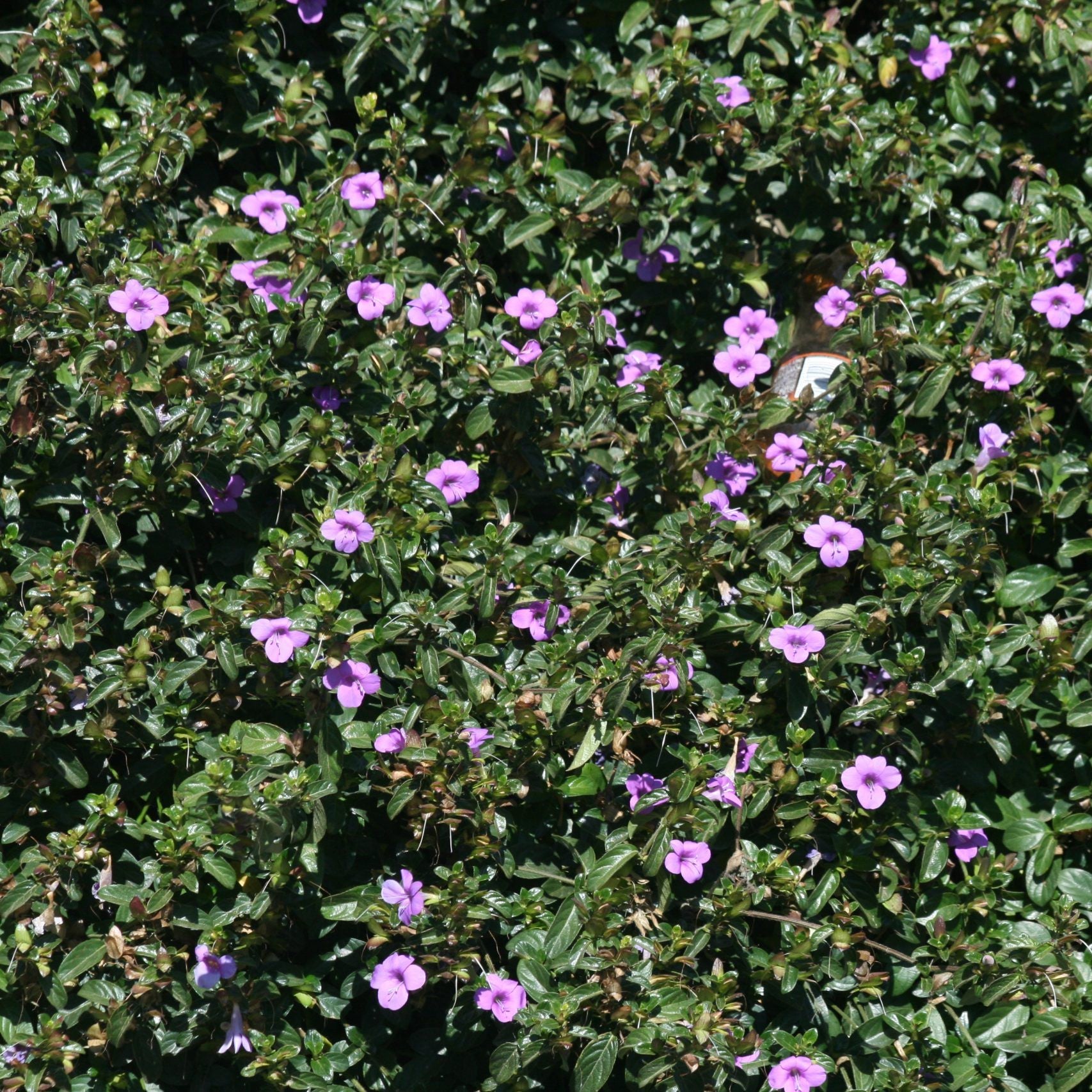 Barleria Purple Prince