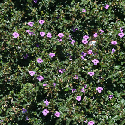 Barleria Purple Prince