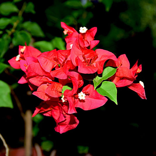 Bougainvillea 'Scarlett o Hara’