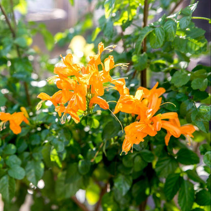 cape honeysuckle golden