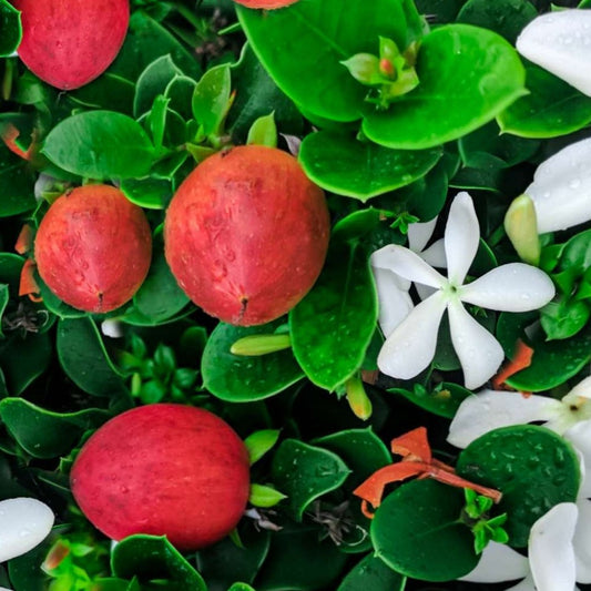 Carissa macrocarpa - Natal plum or num-num