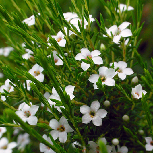 Coleonema album - Confetti Bush