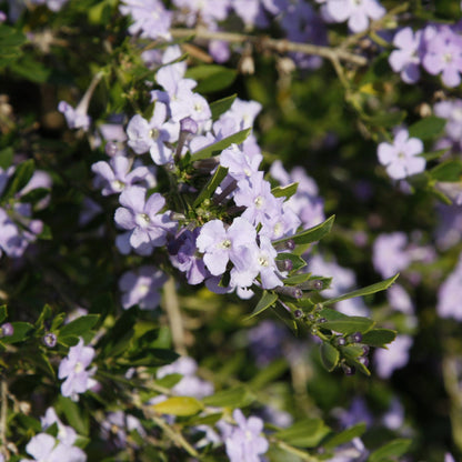 freylinia tropica blue