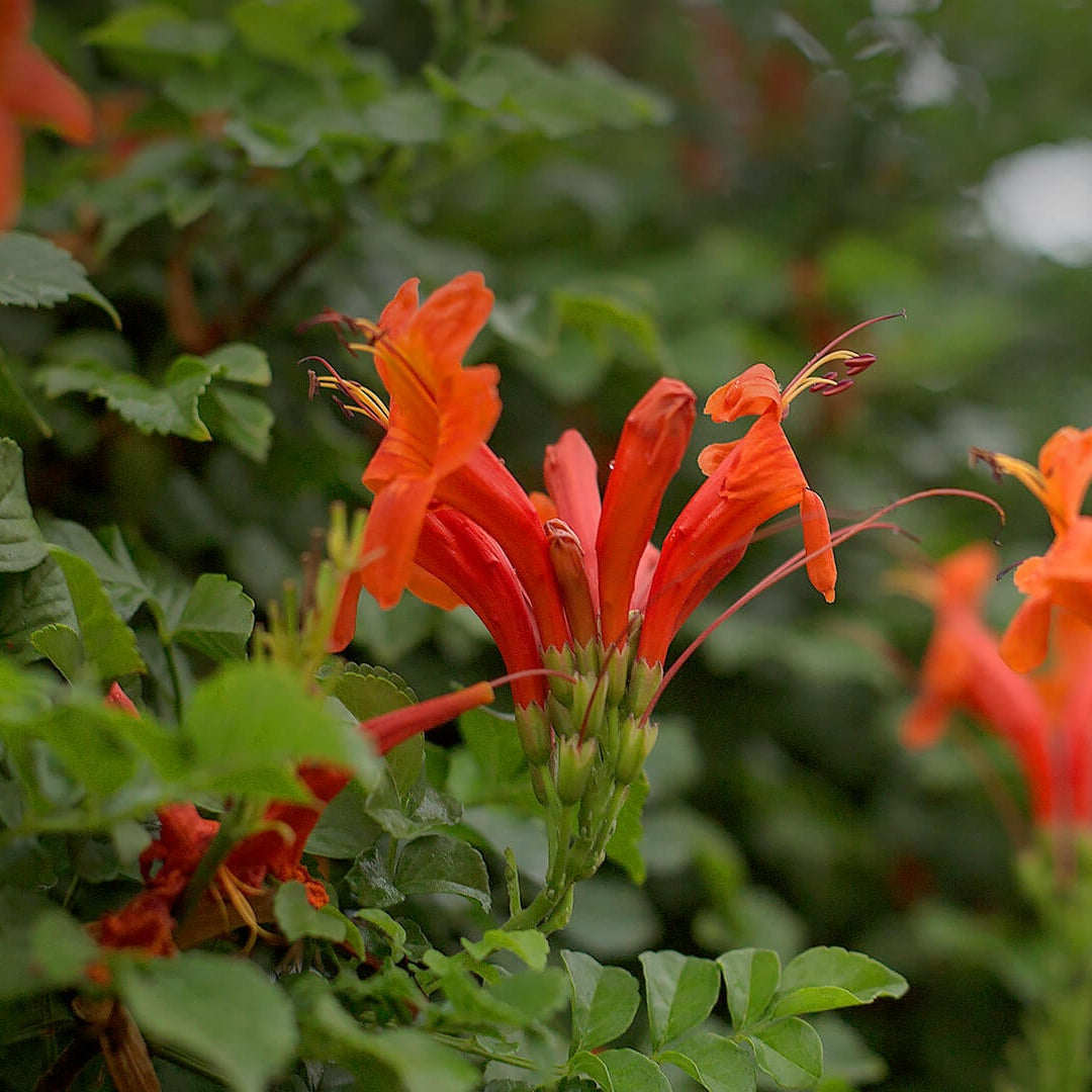 Tecoma capensis (Red) - Cape Honeysuckle