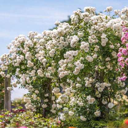 Iceberg Roses
