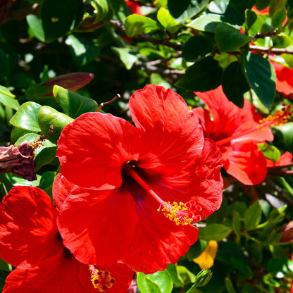 a bunch ofHibiscus Brilliant Reds