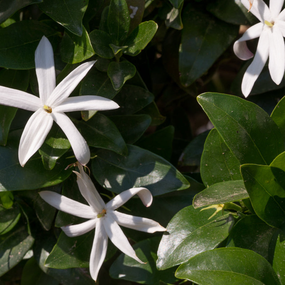 Jasminum multipartitum