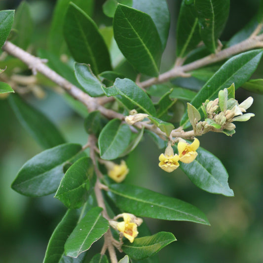 Anastrabe integerrima - Pambati Tree