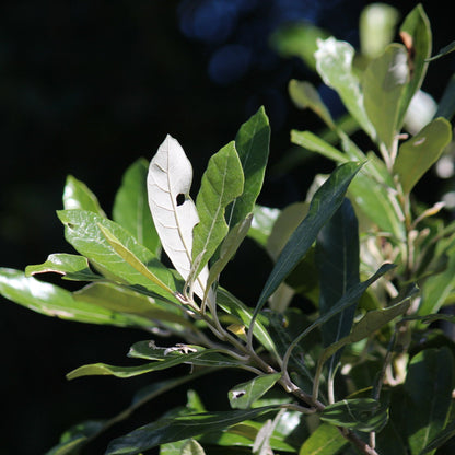 Brachyleana discolour - Coastal Silver Oak