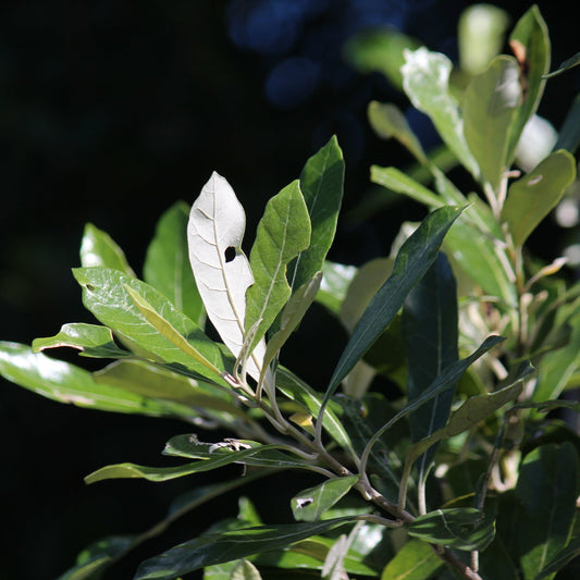 Brachyleana discolour - Coastal Silver Oak