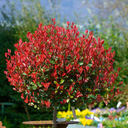 Photinia Red Robin