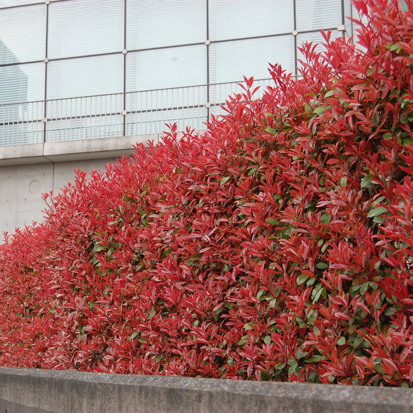 Photinia Red Robin