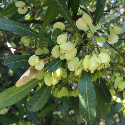 Dodonea angustifolia