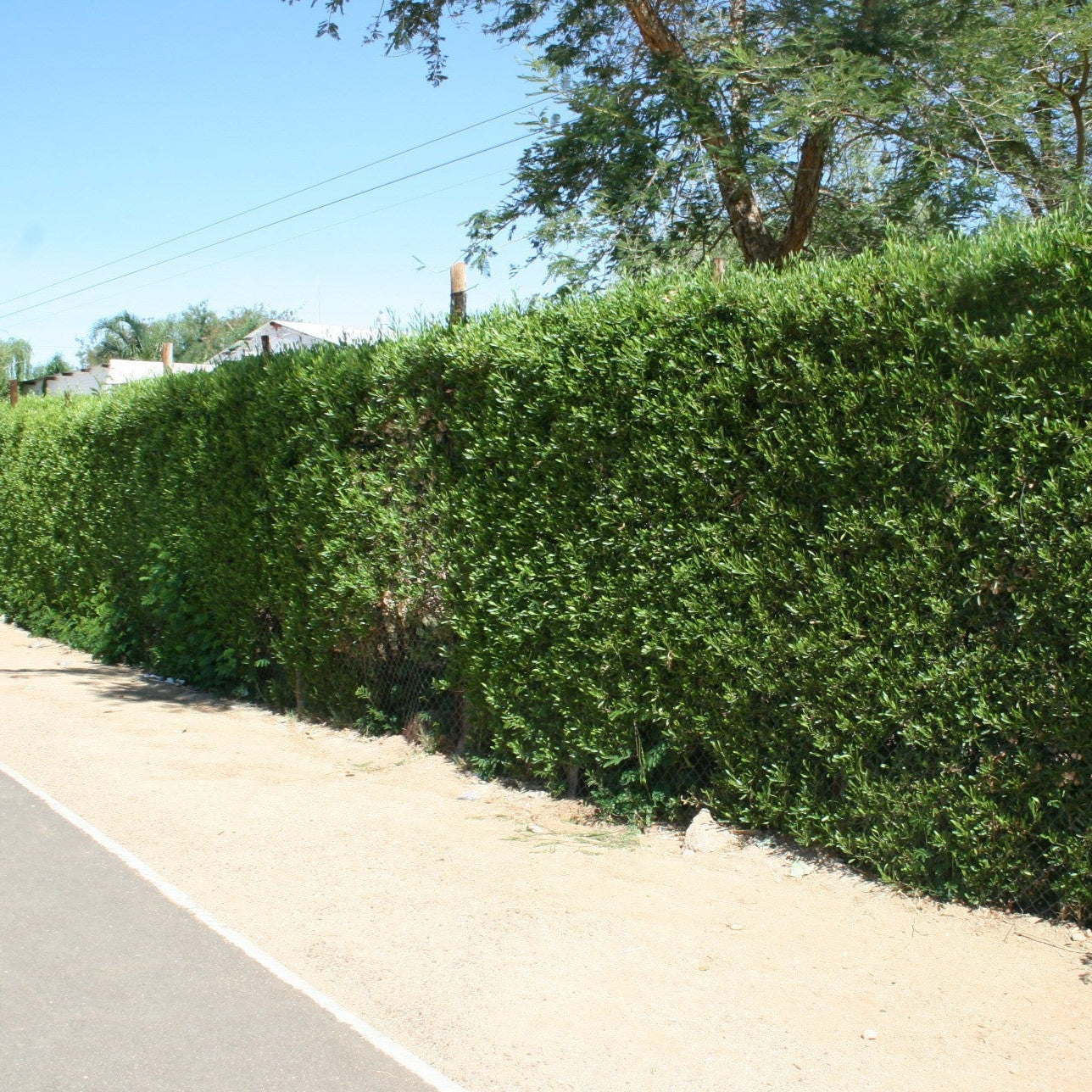 Dodonea angustifolia hedge