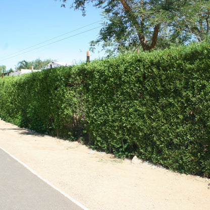 Dodonea angustifolia hedge