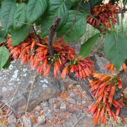 Halleria lucida - Tree Fuschia