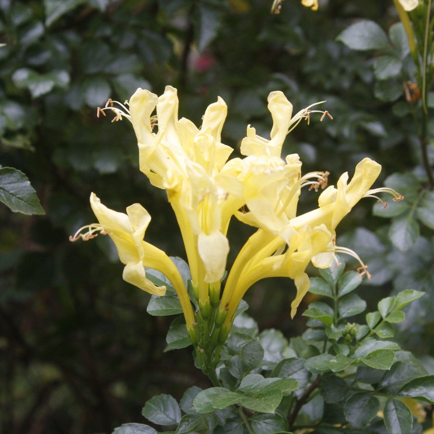 Tecoma capensis lutea (Yellow)  - Cape Honeysuckle