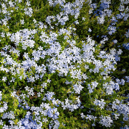 Plumbago auriculata - dark blue