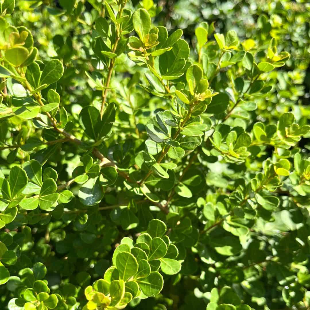 Searsia (Rhus) crenata - Dune Crow Berry