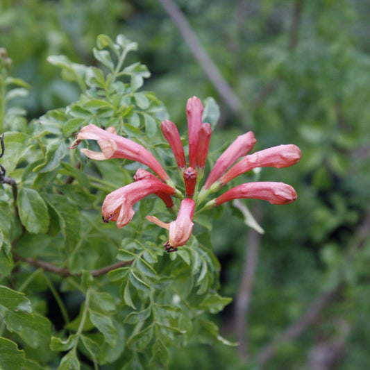 tecoma capensis